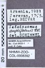 Etiketten zu Selatosomus ampliformis (Reitter, 1910) (NHMW-ZOO-COL-0008392)